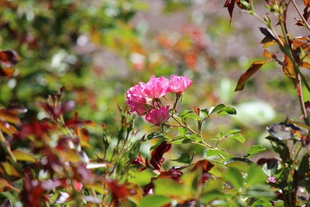 Cedarwood Inn of Ashland