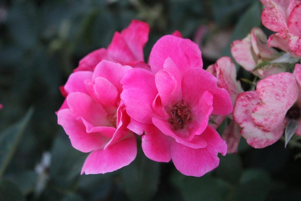 Cedarwood Inn of Ashland